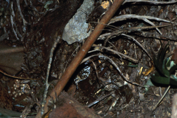Scaly Thrush