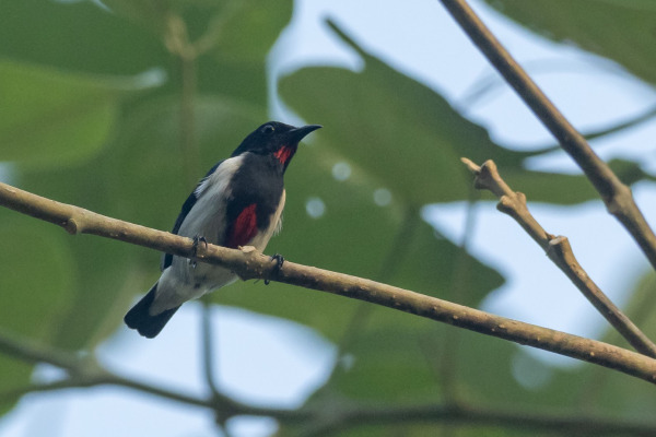 Scarlet-backed Flowerpecker