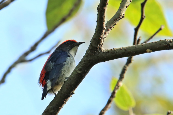Scarlet-backed Flowerpecker