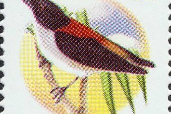 Scarlet-backed Flowerpecker