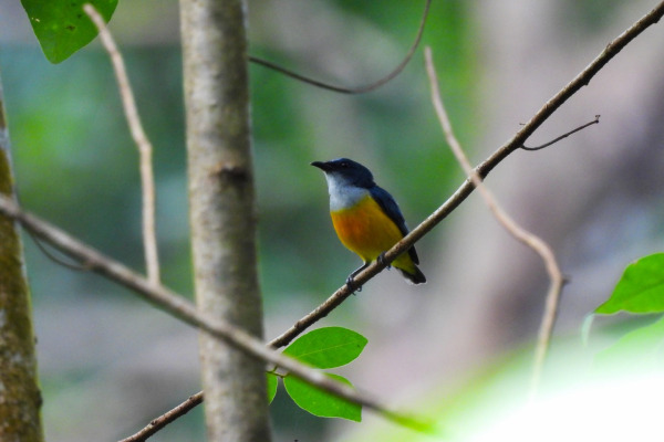 Scarlet-backed Flowerpecker