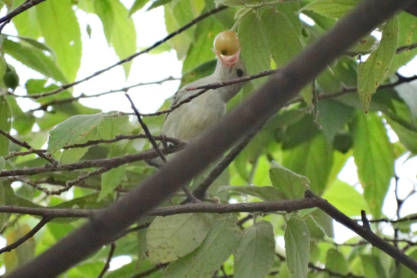 Scarlet-backed Flowerpecker