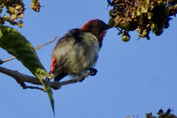 Scarlet-backed Flowerpecker