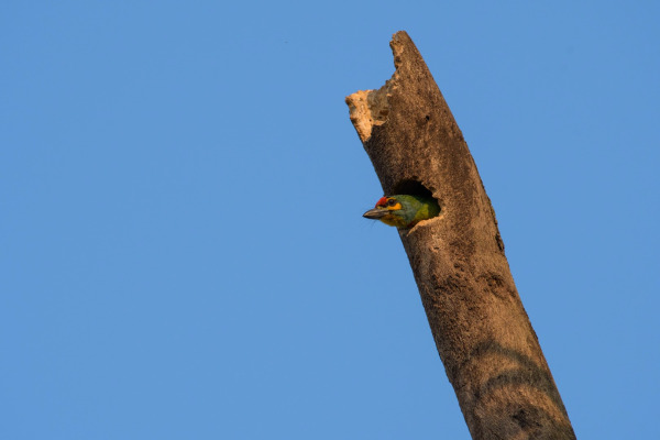 Scarlet-breasted Barbet