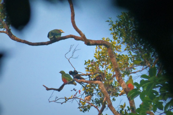 Scarlet-breasted Fruit Dove
