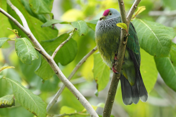 Scarlet-breasted Fruit Dove