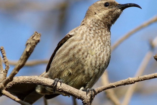 Scarlet-chested Sunbird