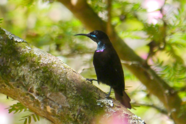 Scarlet-chested Sunbird