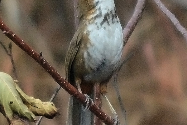 Scarlet-faced Liocichla