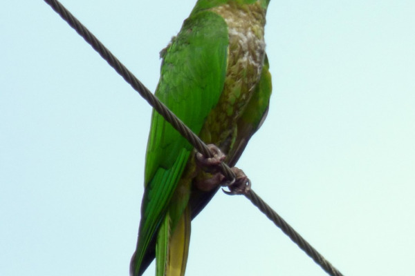 Scarlet-fronted parakeet