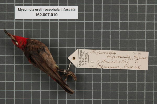 Scarlet Honeyeater