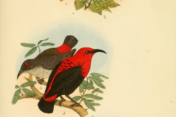 Scarlet Honeyeater