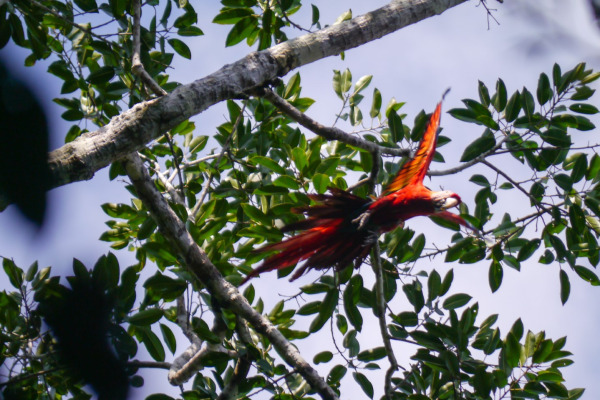 Scarlet Macaw
