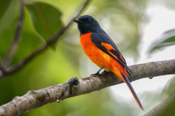 Scarlet Minivet