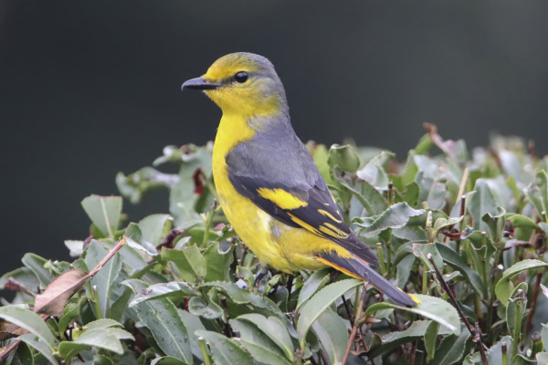 Scarlet Minivet