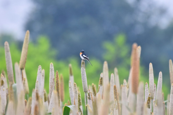 Scarlet Minivet
