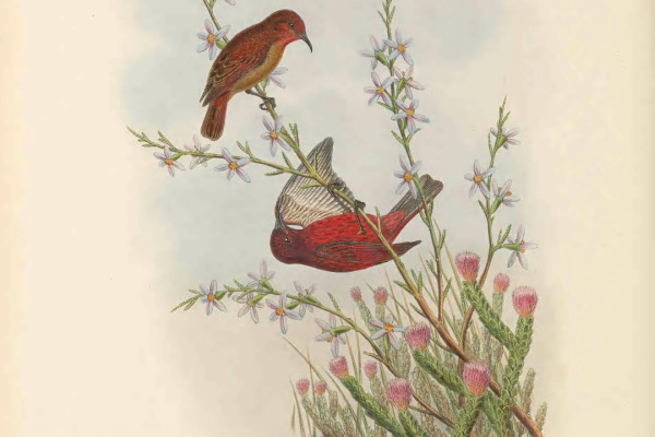 Scarlet Myzomela