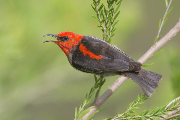Scarlet Myzomela