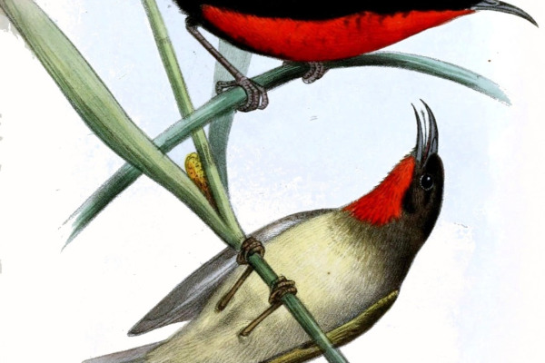 Scarlet Myzomela