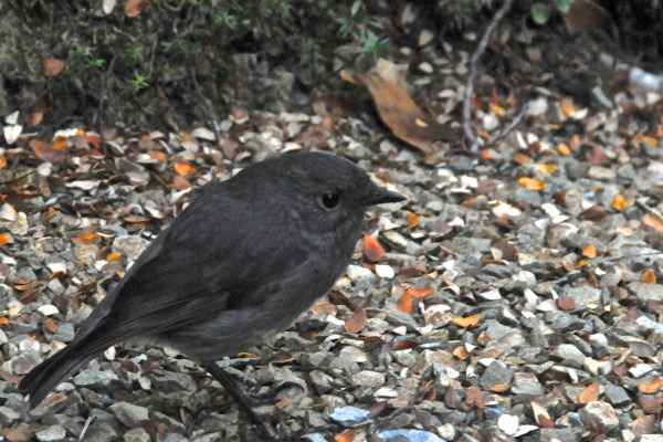 Scarlet Robin