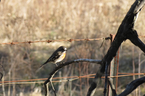 Scarlet Robin