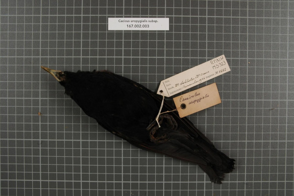 Scarlet-rumped Cacique