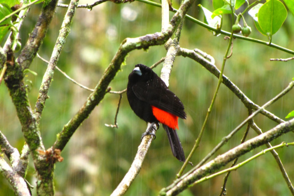 Scarlet-rumped Tanager