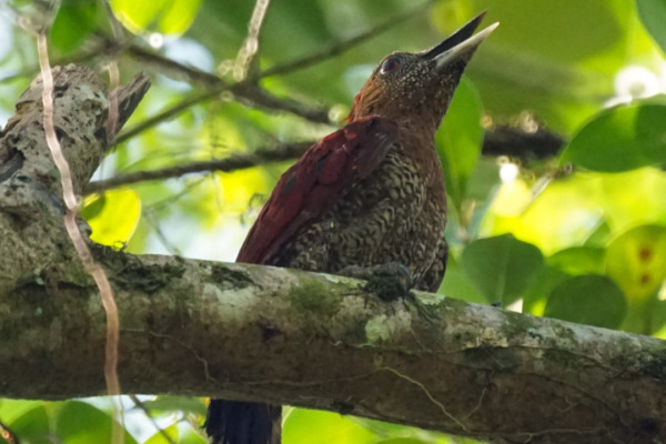 Scarlet-rumped Woodpecker