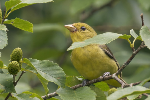 Scarlet Tanager