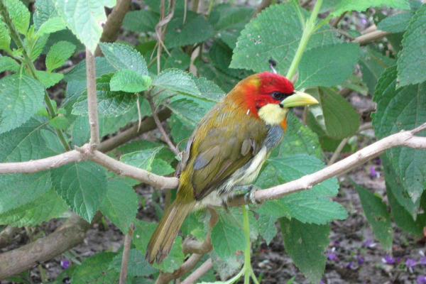 Scarlet-thighed Dacnis