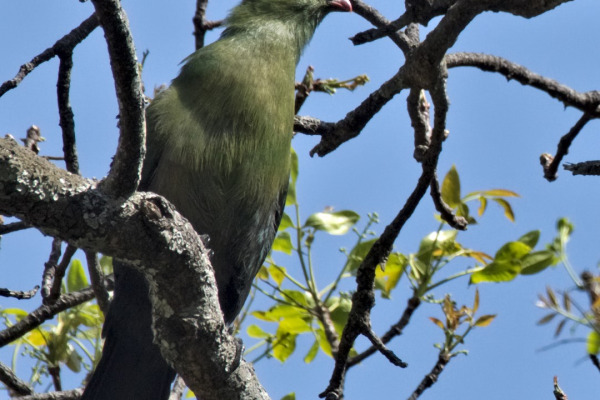 Schalow's turaco