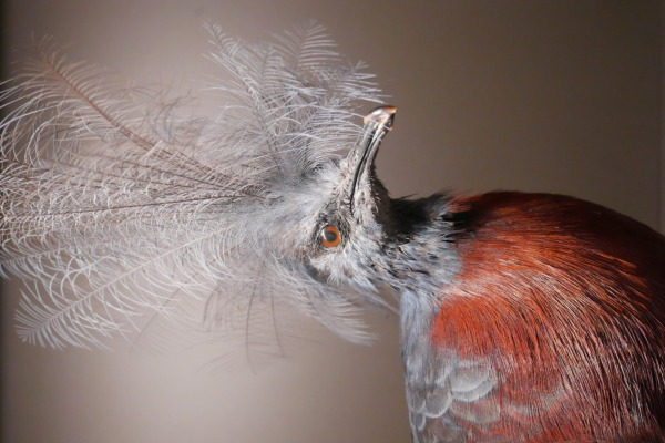 Scheepmaker's Crowned Pigeon