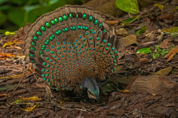 Schleiermacher's peacock-pheasant
