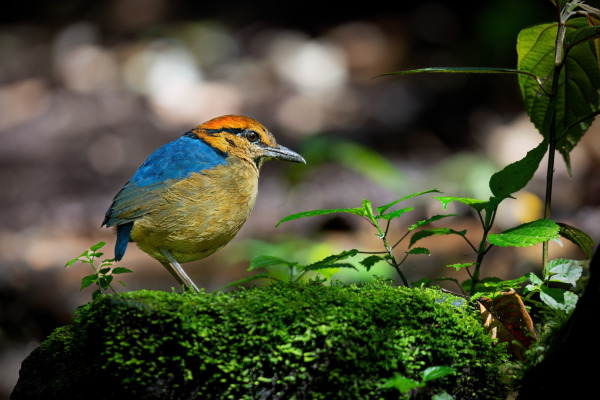 Schneider's Pitta