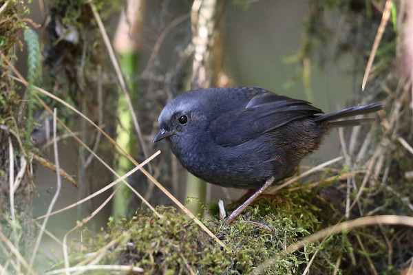 Schulenberg's Tapaculo