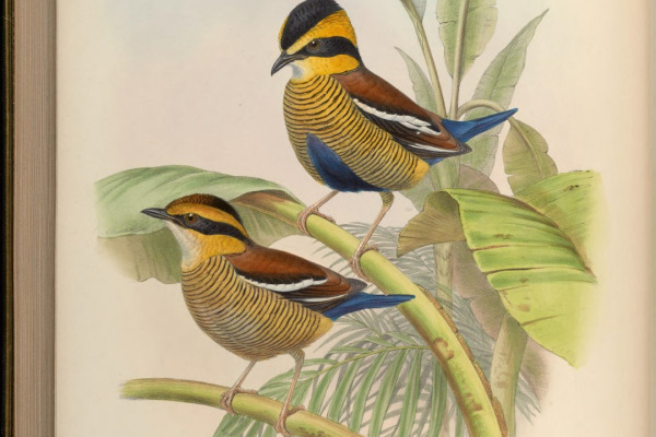 Schwan's trogon