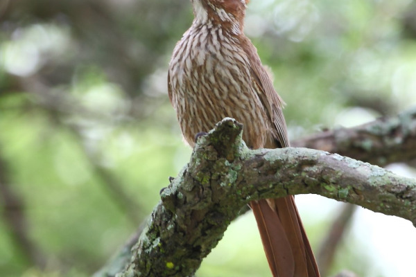 Scimitar-billed Woodcreeper
