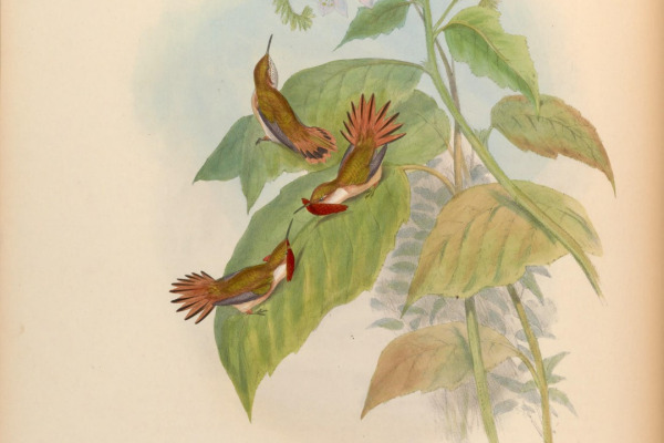 Scintillant Hummingbird