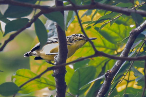 Sclater's antwren