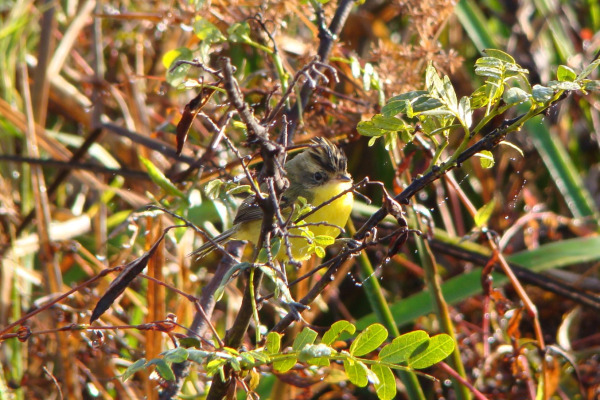 Sclater's Antwren