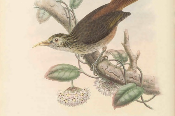 Sclater's Antwren