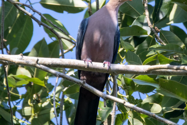 Sclater's Crowned Pigeon