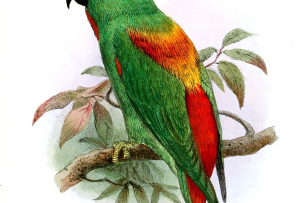 Sclater's hanging parrot