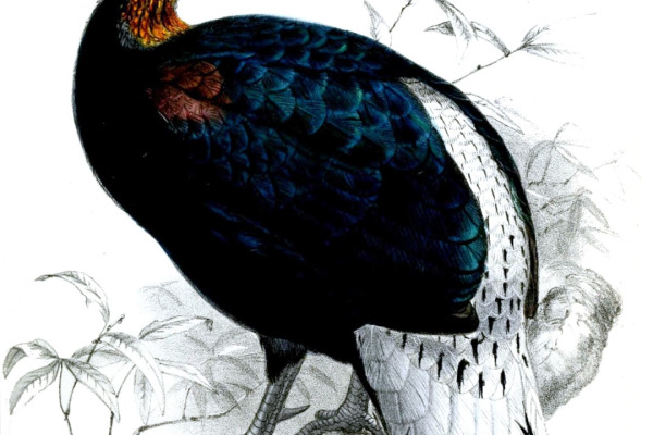 Sclater's Monal