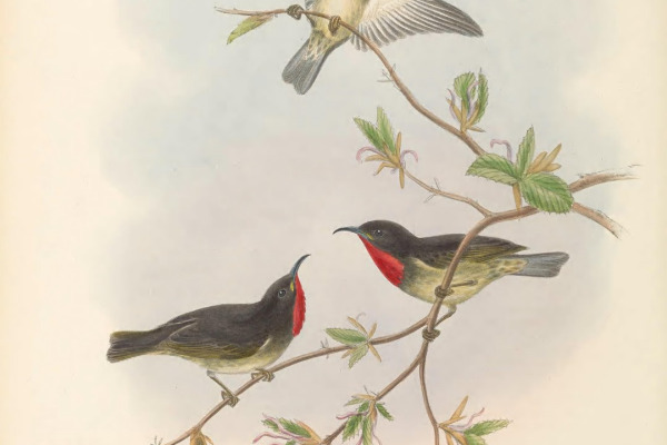Sclater's Myzomela