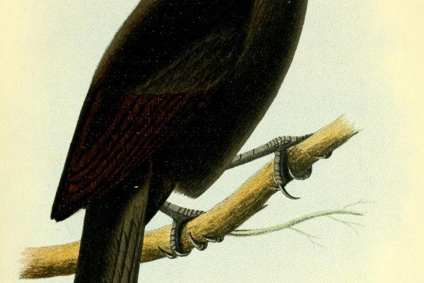 Sclater's Oriole
