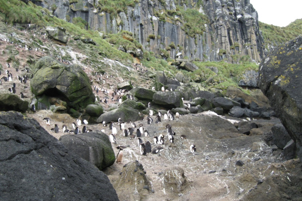 Sclater's penguin