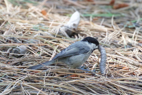 Sclater's Tit