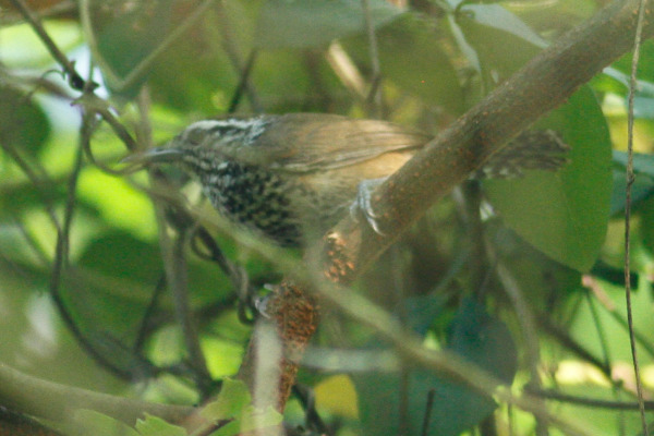 Sclater's Wren