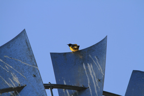 Scott's Oriole